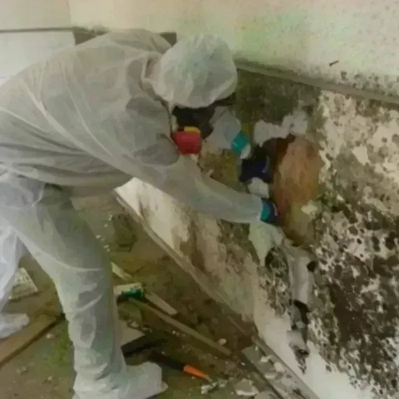 Mold Remediation and Removal in Center Hill, FL